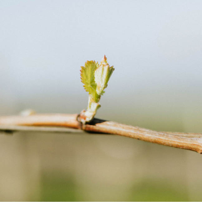 Foxen Vineyard and Winery | Sanata Barbara Winery | Footer Budbreak