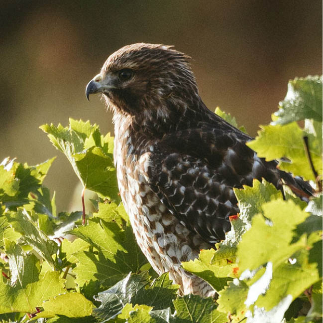 Foxen Vineyard and Winery | Sanata Barbara Winery | Footer Hawk