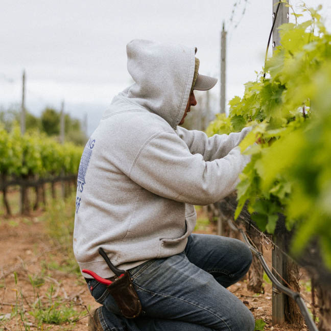 Foxen Vineyard and Winery | Sanata Barbara Winery | Footer Vineyard Worker